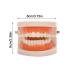 FGXY Standard Tooth Model - Educational Dental Model for Kids | Ideal for Dentists & Hospitals | Enhance Brushing Techniques - Buy Online on GoSupps.com