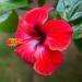 BARMAN IL DOGE Hibiscus Syrup 70cl - Buy Online on GoSupps.com