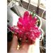 Natural Crystal Rough Light Red Aura Quartz Crystal Titanium Bismuth Silicon Cluster Rainbows Natural Stones and Minerals - Buy Online on GoSupps.com