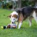 Petface Honking and Squeaky Duck Plush Dog Toy - Interactive Pet Play Toy - Buy Online on GoSupps.com