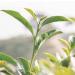 Aromatherapy Tea Tree Oil - 100 ml | Pure & Natural Essential Oil for Skin & Hair - International Shipping Available - Buy Online on GoSupps.com