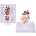 kobeIeen Dog Heart Anatomy Model Canine Pet Animal Organ Study Teaching Aid Education - Buy Online on GoSupps.com