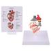kobeIeen Dog Heart Anatomy Model Canine Pet Animal Organ Study Teaching Aid Education
