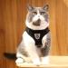 Buy LOOK ANDES Small Dog Harness & Leash Reflective Soft Padded Air-Mesh for XS Puppies & Cats (24-27cm Chest) Blue - Buy Online on GoSupps.com