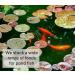 Sinking Bottom Feeder Pond Pellets 1kg Premium Quality Complete Food - Buy Online on GoSupps.com