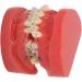 Orthodontic Model 24 Teeth with Metal Wire Case - Ideal for Dental Hospitals | International Shipping Available - Buy Online on GoSupps.com