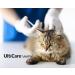 UltiCare VetRx U-100 Pet Insulin Syringes - Comfortable and Accurate Dosing for Pets - 31G x 5/16 with Half Unit Markings - 60 ct Box - Buy Online on GoSupps.com