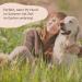 Amusi Neem l Tick Spray for Dogs 250ml | Natural Vegan Tick Protection Insect Spray - Paraben & Nickel Free - Buy Online on GoSupps.com