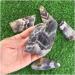 Stone Crafts Natural Rough Dream Amethyst Crystal Gemstone Chevron Crystal Stone Home Decor Natural Luster - Buy Online on GoSupps.com