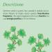 L'Erbolario Jade Plant - Notes Of Bergamot Jade Flower And Lemon - Floral Fragrance For Women - Reflects Radiance - Offers Charm And Positive Energy - Long Lasting Wear - 1.6 Oz EDP Spray - Buy Online on GoSupps.com
