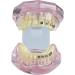 Buy Liusu Children's Tooth Theory Dental Model - Transparent Implant & Orthodontic Demo Model with Self-Ligating Clips | International Shipping Available - Buy Online on GoSupps.com