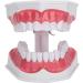 Verdant Touch Dentist Tooth Model | Dental Teaching Tools & 2X Magnification for Effective Dentist Training - Buy Online on GoSupps.com