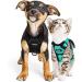 Breakproof Cat Dishes with Adjustable Vest Set for Small Kittens - Reflective Stripes - Green XXS - Buy Online on GoSupps.com