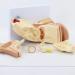 Ear Model Shows The Outer Ear Middle Ear Inner Ear Ossicles and Inner Ear are The Removable Ear Anatomy 1 - Buy Online on GoSupps.com