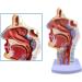 Mouth Nose Throat Pharynx Education Human Body ENT Model Study Model Pathology Nose Throat Model Enlarge The ical Model of Human Organs A+a - Buy Online on GoSupps.com