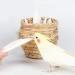 Leikedun 4 PCS Large Cuttlefish Bone(13-16cm) Birds Parrots Chewing Toys Birds Chew Toys Natural Cuddle Bone for Parrots Cage Birds Reptiles Tortoises Snails - Buy Online on GoSupps.com