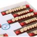 Domigard Resin Tooth - High-Quality Fake Dental Teeth for Dentists | International Shipping Available - Buy Online on GoSupps.com