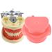 Lmeili dental typodont model 32 removable teeth and simulation cheek for teaching studies on practicing restorative techniques Anatomy and occlusion