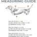 IVDD Back Belt in Dogs Dog Back Brace for Arthritis Spine Surgery Recovery Herniated Disc Slipped Disc  - Buy Online on GoSupps.com