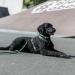 Buy Trixie Dog Leash Cavo V-Line S-M 2.00m 12mm - Adjustable Outdoor Leash for Small to Medium Dogs in Forest Green/Apple - International Shipping Available - Buy Online on GoSupps.com