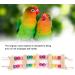 Agate Bird Ladder - Wooden Swing Toys for Nymphensittich & Small Pets | 6x18cm Bird Cage Accessories - Buy Online on GoSupps.com