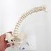 3B Scientific A18/21 Mini Human Spinal Column Model "Flexible" on Base 17.3-Inch Height - Buy Online on GoSupps.com