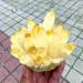 for 1PC Natural Beautiful Yellow Sprite Crystal Cluster Citrine Vug Ore Quartz Sample for Reiki Crystal Cluster 200 220g - Buy Online on GoSupps.com