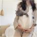 BDSHUNBF Dog Cat Sling Carrier Pet Carrier Dog Carriers for Small Dogs Pet Sling with 2 Front Pocket for Subway Outdoor Travel Puppy Kitty Cat Rabbit Carrier for Daily Use - Buy Online on GoSupps.com