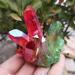 150g Crystal Cluster Natural Reiki Angel Quartz Cluster Green and Red Titanium Cluster Reiki Stones