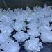 Specimen 1pcs Natural Crystal Cluster Raw Quartz White ReikiStones Crystal Point Specimen Home Decoration Ra Crystals Stone Natural Stones (Size : 320-400g) - Buy Online on GoSupps.com