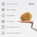Naroa Natural Sea Sponge (X Large) | Unbleached Body Scrubber Puff for Healthy Skin | Eco-Friendly Bath Sponge for Men and Women - Buy Online on GoSupps.com
