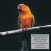 Millet Sprays x 10 Premium Cage Bird Food Seed Natural 10 count (Pack of 1) - Buy Online on GoSupps.com