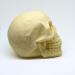 Chocolate Skull Gift - Halloween - Birthday - Wedding Cake Topper (white) - Buy Online on GoSupps.com