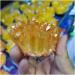 Natural Crystal Electroplate Cluster Stone RawCrystals Rock Specimen Home Decor Gifts Room Decoration Full of Texture - Buy Online on GoSupps.com