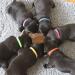 Shop Multi-Colored Adjustable Collars for Small Dogs & Puppies - Nylon ID Tapes | 15 Colors Available - Buy Online on GoSupps.com