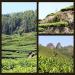 250g (0.55LB) Taiwan Oolong th th Vert chinois Wu long th Green Food th oolong th th vert - Buy Online on GoSupps.com