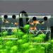 In-Tank Aquarium Breeder Box for Fish Tank | Acrylic Divider for Shrimp Clownfish | Small Fish Hatchery and Incubator - Ideal for Breeding, Isolating Aggressive or Injured Fish - Buy Online on GoSupps.com