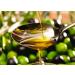 De Santis San Giovanni Olio Extra Vergine di Oliva extra virgin olive oil ideal for all applications in the kitchen 5 liter box + 1 sachet of Felce Azzurra talcum powder free sachet - Buy Online on GoSupps.com