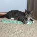 Kitty City Wide Corrugate Cat Scratchers 3-Pack - Durable Scratcher Set for Cats - Buy Online on GoSupps.com