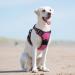 Eagloo Large Dog Harness - Adjustable Anti-Train Harness for Big Dogs with Reflective Strips - Rose Red (1 Pack) - Buy Online on GoSupps.com
