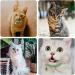 Yorgewd 6 Pack Leather Cat Collars with Removable Bell Polished Durable Metal Buckle Soft and Adjustable for Cats Puppy Small Medium Dogs - Buy Online on GoSupps.com