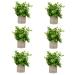 Zerodeko 6 Pcs Simulated Potted Plant Faux Greenery Fake Plant Decor Green Decor Mini Plants Mini Succulent Plants Upholstery Trim Simulation Green Plant Plastic Eucalyptus Green Plants As Shownx6pcs 22x8cmx6pcs