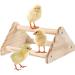 GINTUTO Pine Wooden Chick Jungle Gym Roosting Bar - Small Chicken Perch Toys for Coop and Brooder - Ideal for Large Bird Baby Chicks and Parrots - Buy Online on GoSupps.com