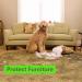 2L Pet Urine Odour Remover & Repellent Spray - Lemon Lemongrass Citronella Cinnamon Bergamot Thyme Lavender Tea Tree - Effective for Cats Dogs & Pets - Buy Online on GoSupps.com