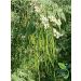 EasySeeds Moringa Seeds emillas de Moringa Drumstick Tree Moringa oleifera West Indian ben Wingless Seeds (750gm) - Buy Online on GoSupps.com
