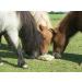 Equilibrium Vitamunch Marvellous Meadow 1Kg - Horse Snack/Treat 1 kg (Pack of 1) Marvellous Meadow - Buy Online on GoSupps.com