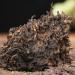 G teau au Th Cuit Vieux Pu-Erh Yunnan Arbre ancien Th Noir Puerh Th 380g - Buy Online on GoSupps.com