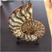 Stone Crafts Natural Conch Slice Stones and Minerals Specimen - Buy Online on GoSupps.com