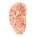 Lurrose 1stk massage ear model ear-kit doll ear-acupuncture point model fake ear model ear-exercise model products human ear model earplugs pvc human body 3D