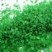 Streuselheld Crystal Green Sprinkles for decorating and embellishing all kinds of pastries such as cakes cookies 40g sugar sprinkles